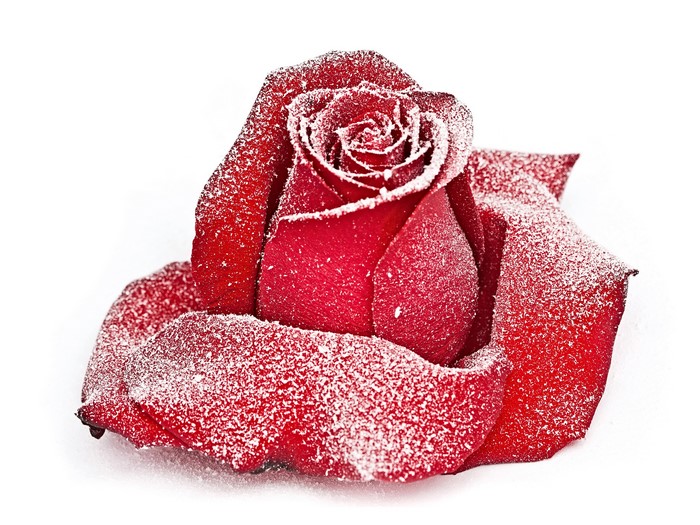 Red rose covered in snow on white background