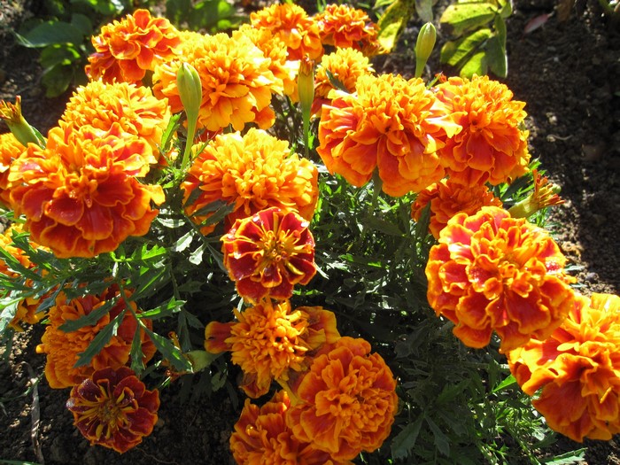 Orange and red marigolds in bloom