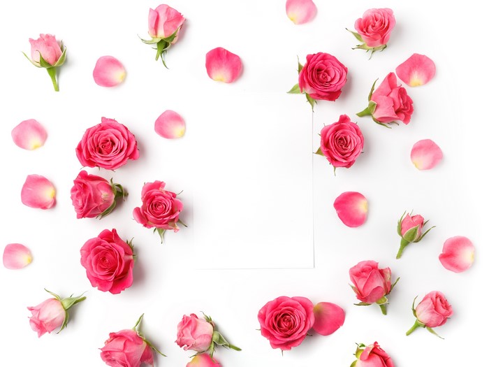 Pink Roses and Petals on White Background