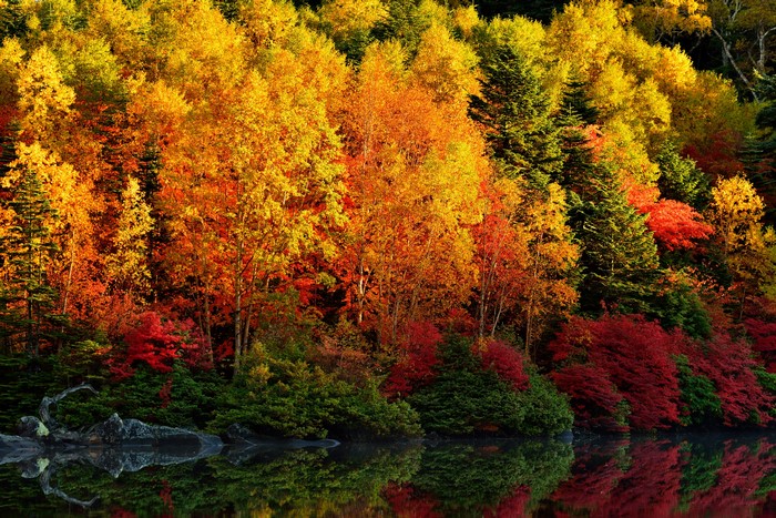 Autumn trees reflecting in water