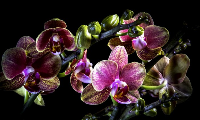 4K Orchid Closeup on Black Background