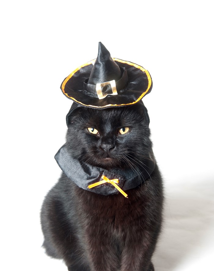 Black cat wearing a witch hat for Halloween