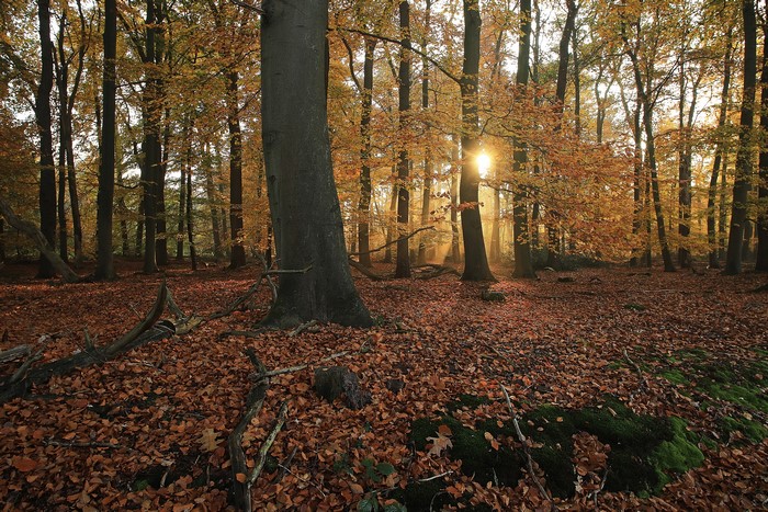 Autumn forest with sun rays in Het Lankheet, Netherlands