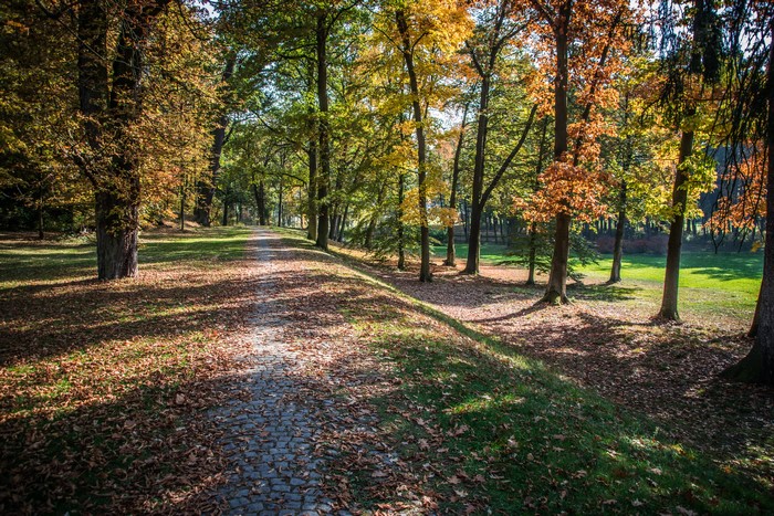 Autumn park with a cobblestone path and trees