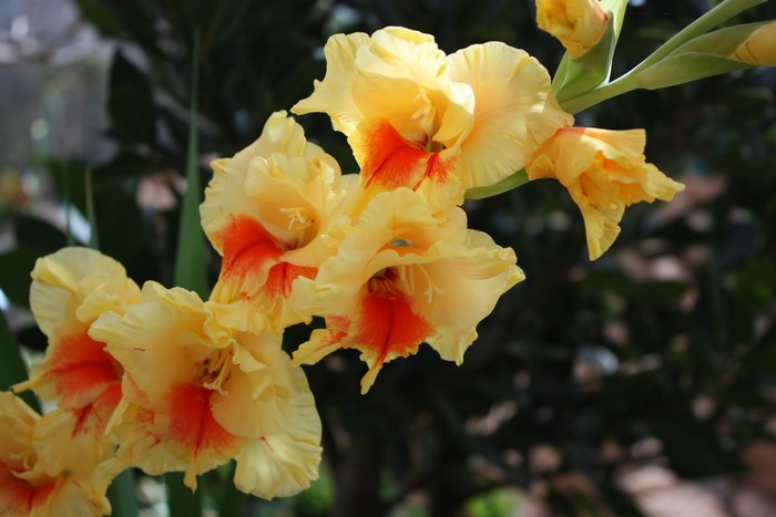 Yellow and orange gladiolus flowers