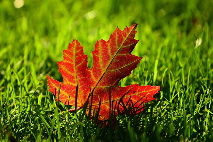 Red Maple Leaf on Green Grass