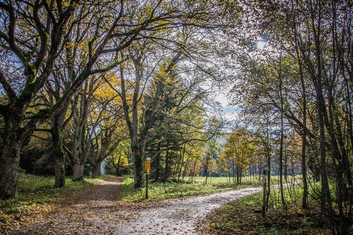 Autumn road through a forest with fallen leaves