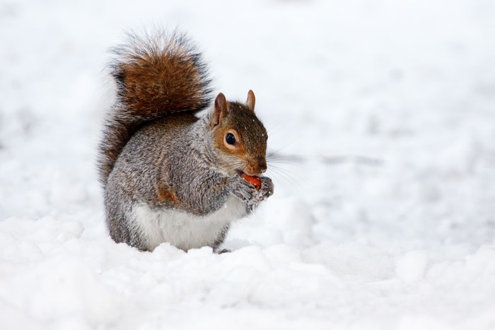 Squirrel eating a nut in the snow