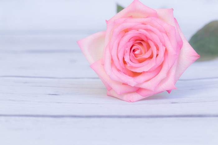 Pink Rose on White Wood