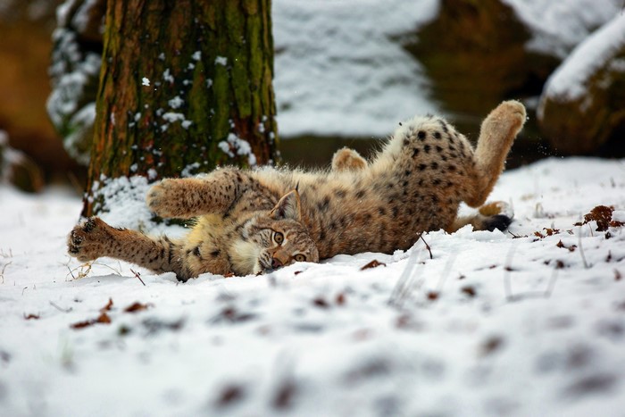 Lynx playing in the snow