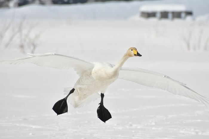 Whooper Swan in Flight over Snow