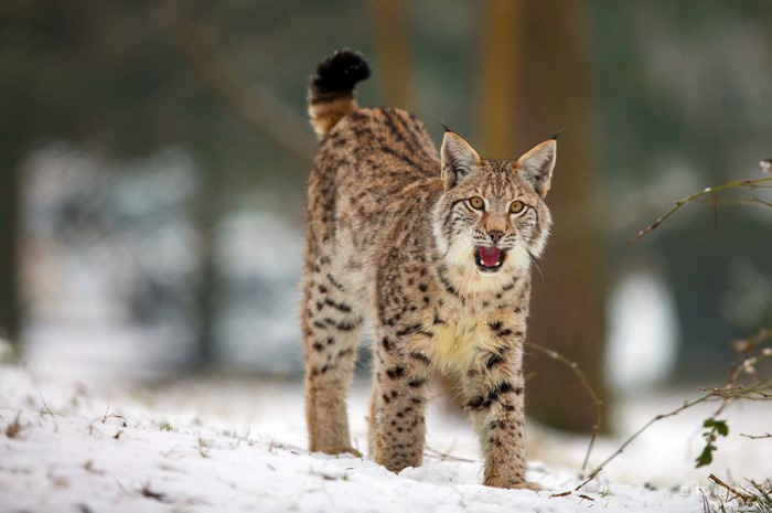 4K Lynx in Snow