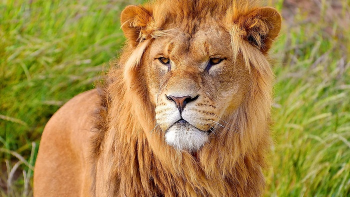 Close-up of a male lion's face