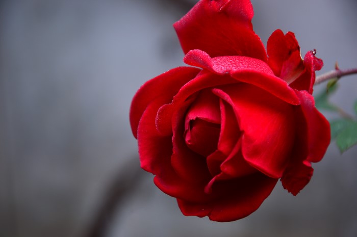 Red Rose with Dew Drops