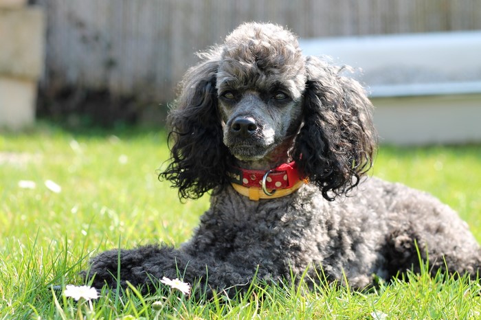 Gray Poodle Lying on Grass