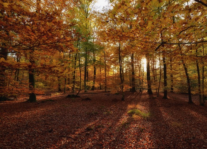 Autumn forest with fallen leaves and sunlight
