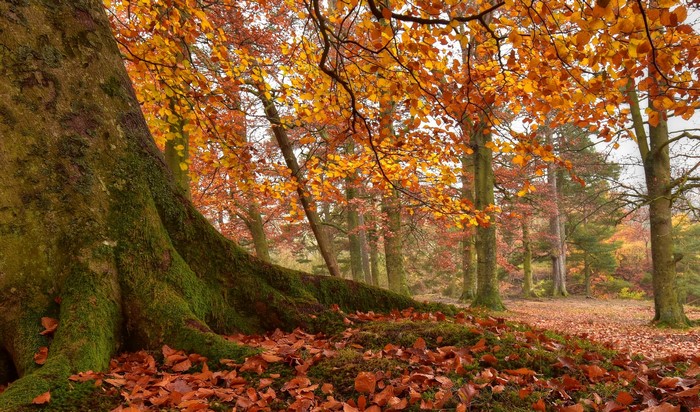 Autumn forest with mossy tree trunk and fallen leaves in Newbiggin, England
