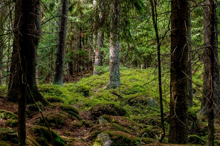 Forest floor covered in moss and rocks with tall trees