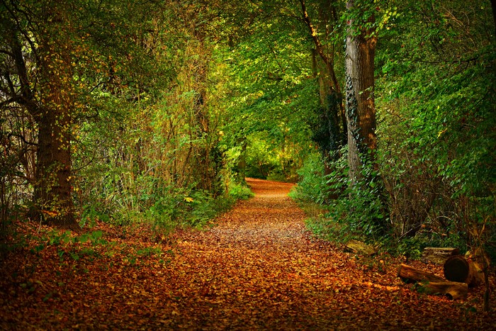 Autumn forest trail covered in fallen leaves