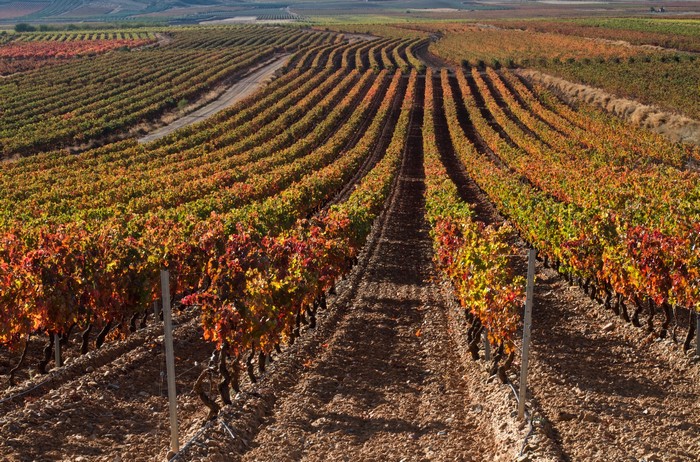 Vineyard in Autumn Colors