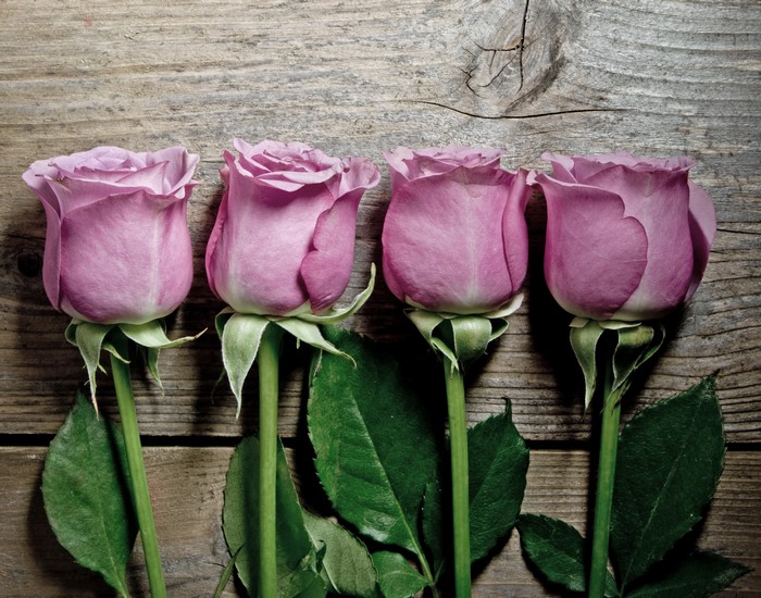 Four pink roses on a wooden background