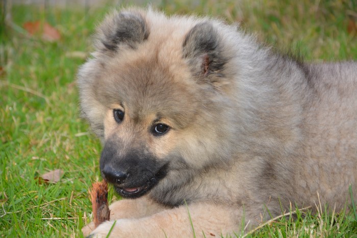 Eurasier puppy chewing on a stick in the grass
