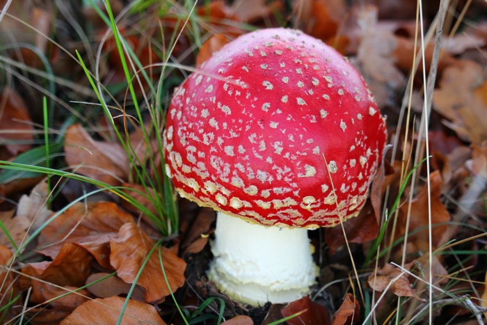 Amanita mushroom in nature