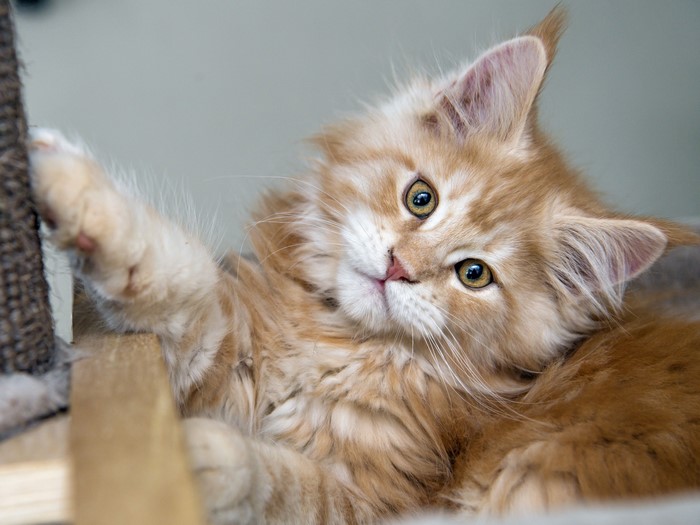 Orange Maine Coon Kitten Scratching Post