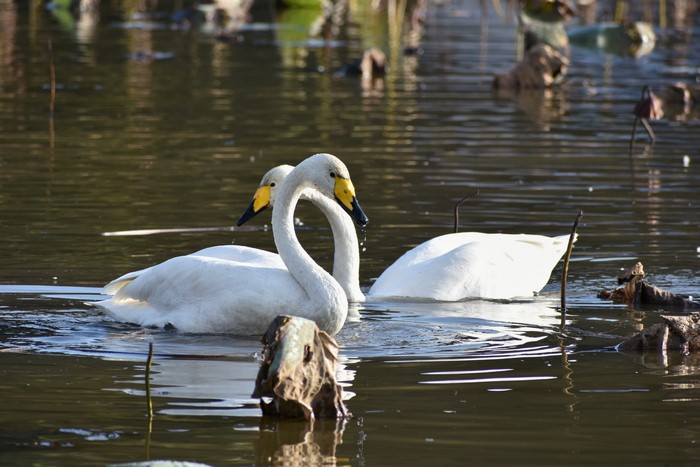 Two swans swimming in a lake