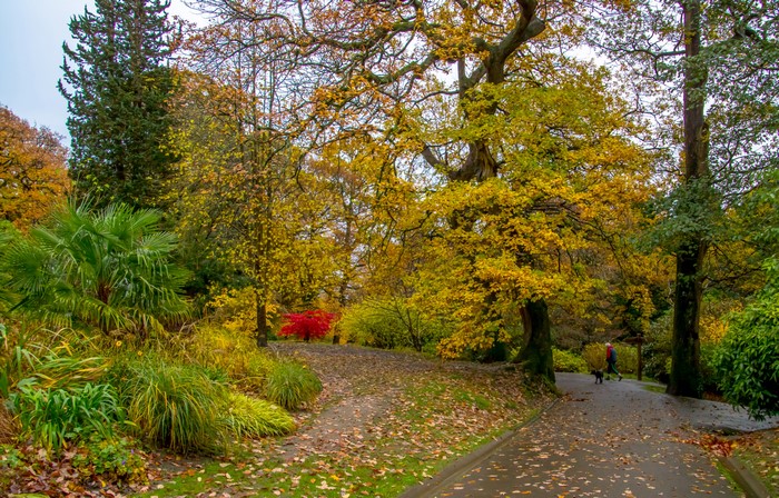 Autumn park with colorful trees and a person walking a dog