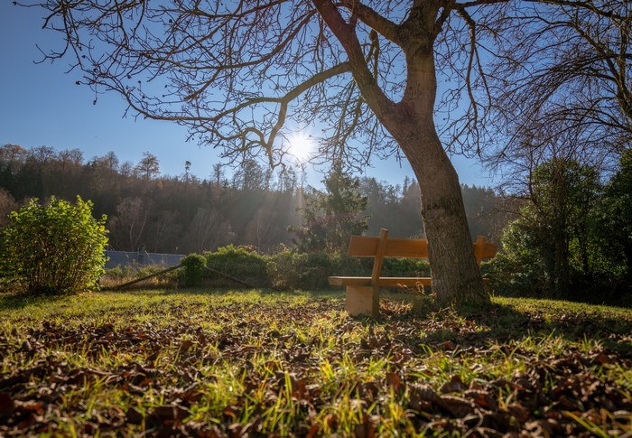 Autumn scene with a bench under a tree