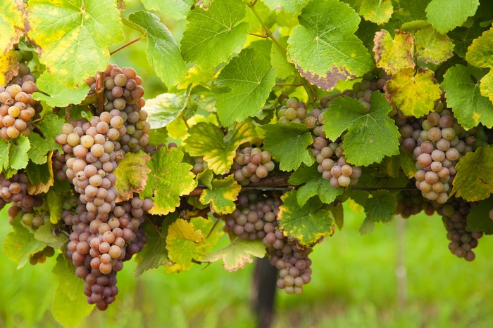 Grapes on a Vineyard Branch