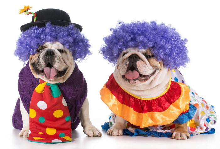 Two Bulldogs dressed as clowns on a white background