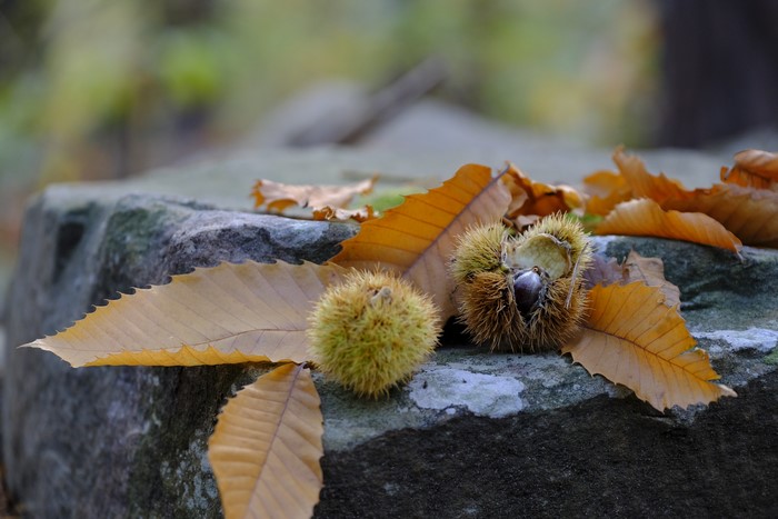 Chestnuts and autumn leaves on a stone