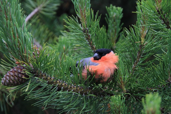 Bullfinch perched on a pine branch with cones