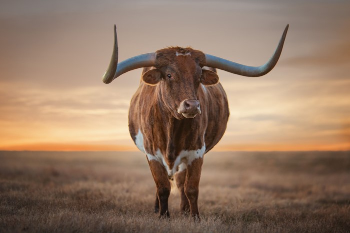 Texas Longhorn bull with large horns at sunset