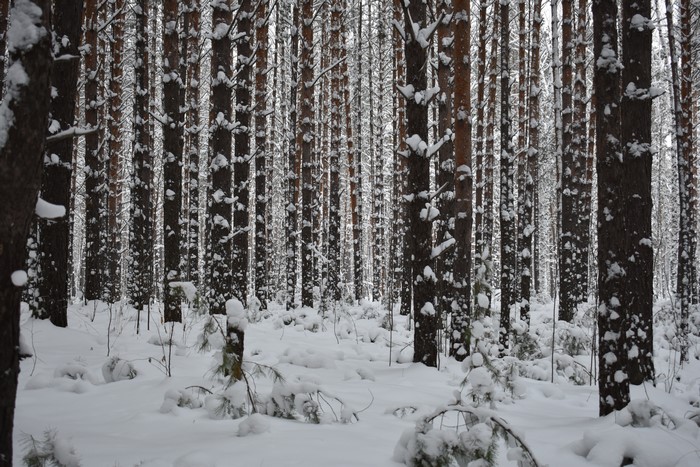 Snowy forest with pine trees