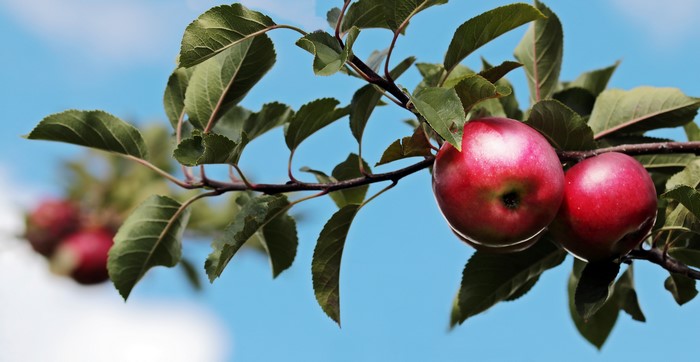 Apples on a branch with leaves
