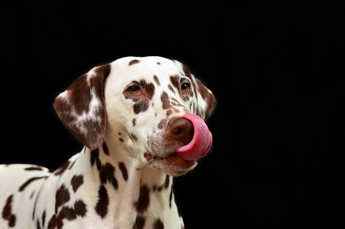 Dalmatian dog with tongue out on black background