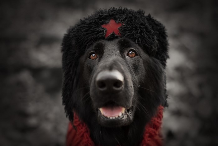 Black German Shepherd wearing a Russian hat