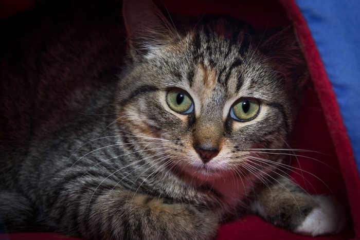 Tabby Cat with Green Eyes