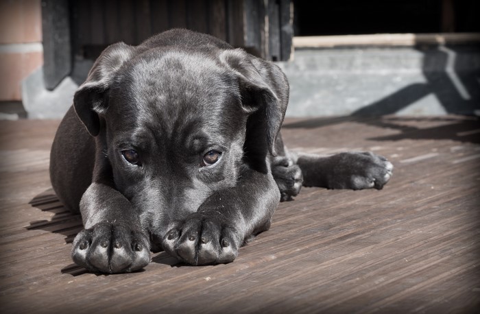 Black puppy lying on wooden deck