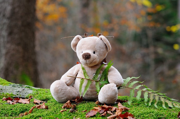 Teddy bear sitting on moss in forest