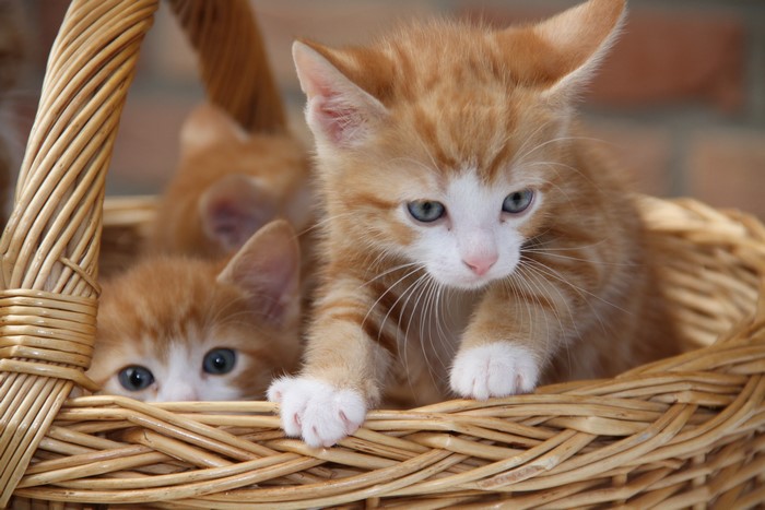 Ginger Kittens in a Wicker Basket