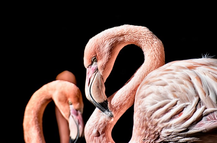 Flamingo closeup on black background