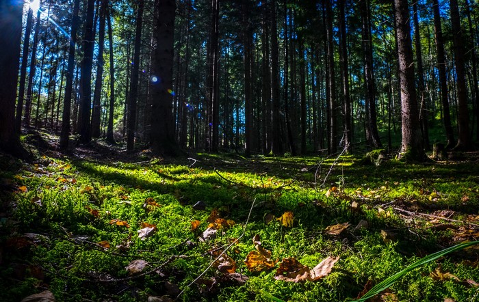 Sunlight filtering through trees in a forest