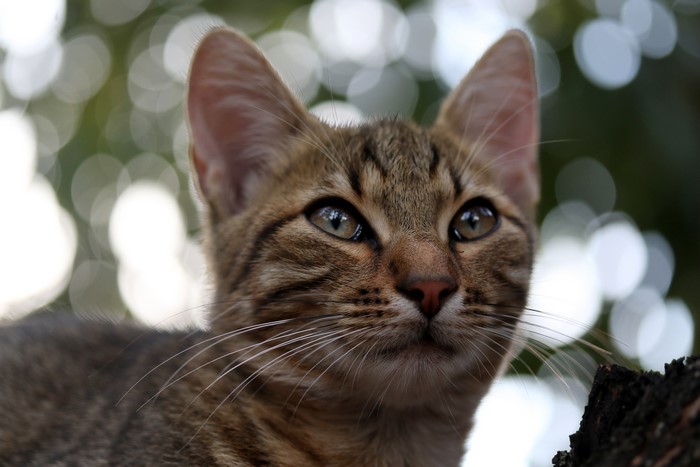 Close-up of a tabby cat's face