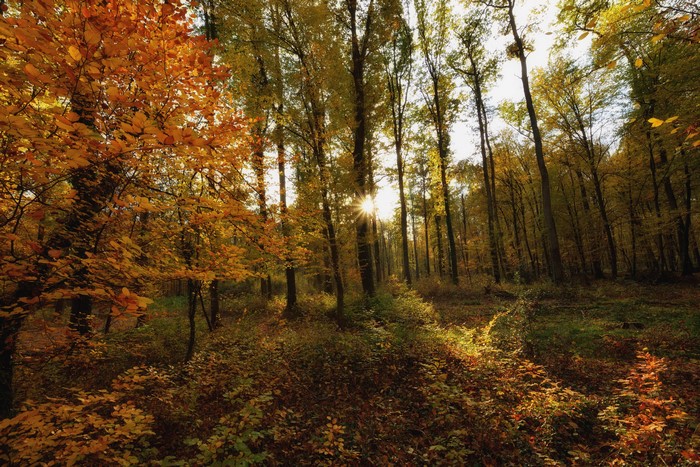 Sunlight filtering through autumn trees in a forest