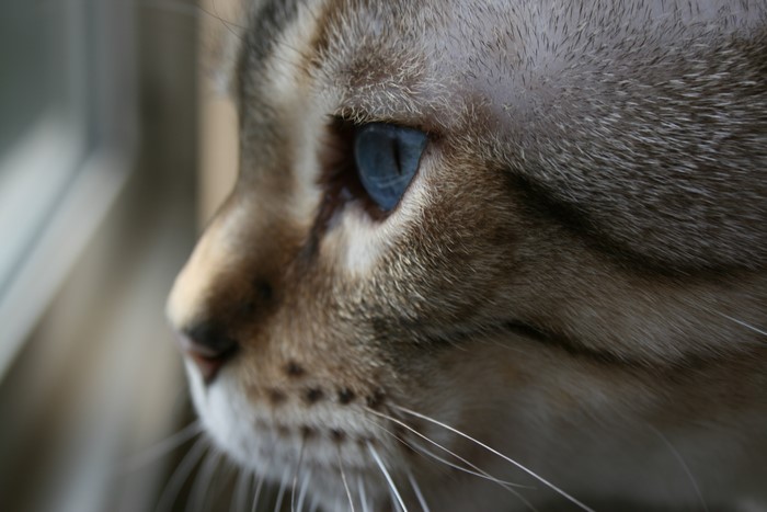 Closeup of a cat's face with blue eyes