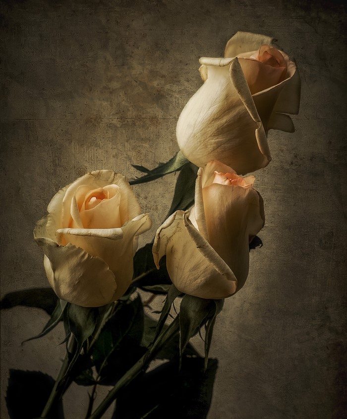 Three pale yellow roses against a textured background